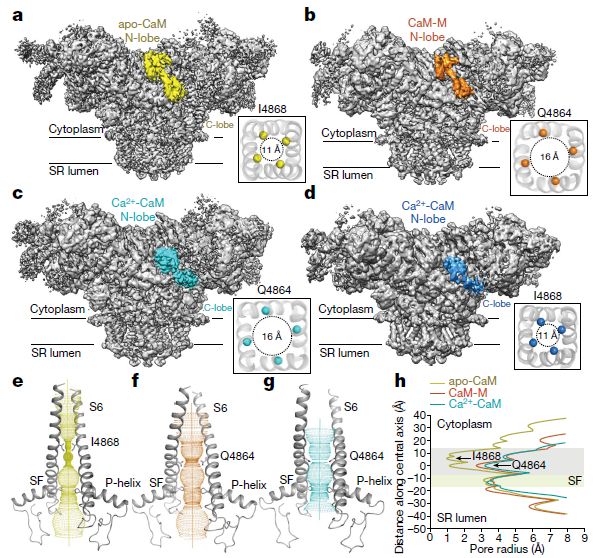 施一公与徒弟颜宁,施一公徒弟颜宁