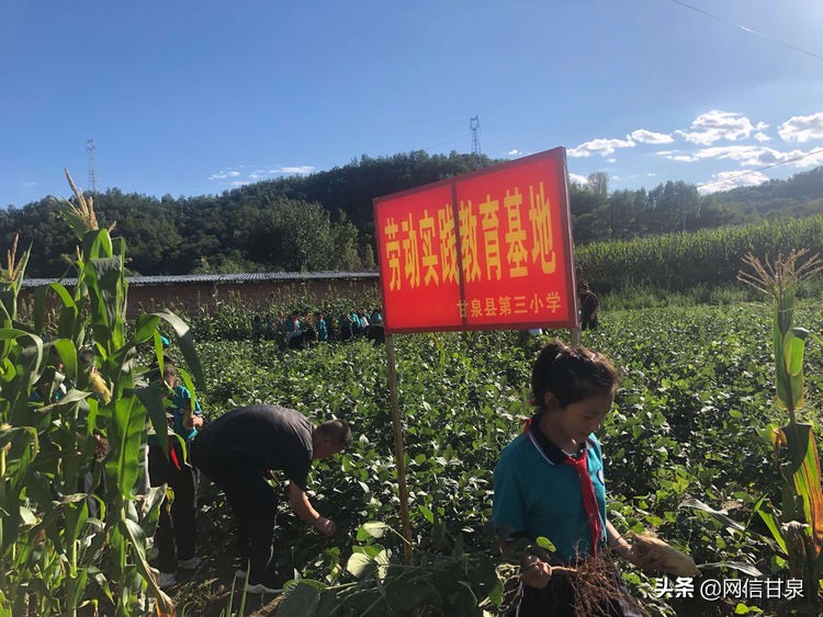 延安甘泉：播种绿色希望，收获金色成长——记甘泉县第三小学综合实践活动