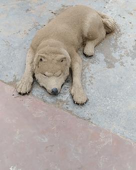 老外沙雕动物视频,外国人沙雕模仿动物