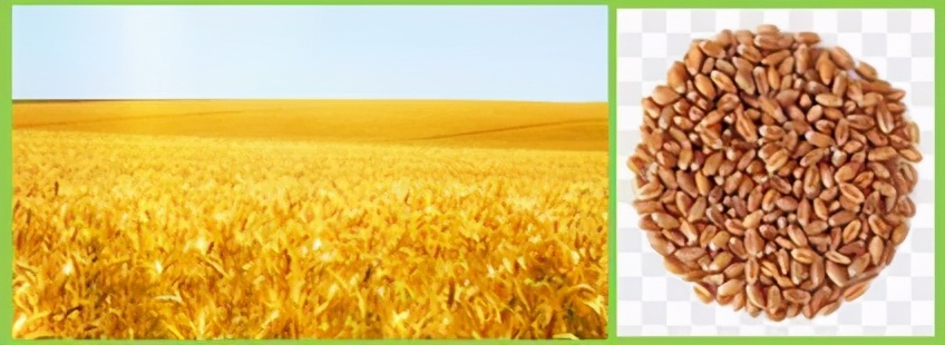 人教版七年级生物植物的呼吸作用,生物光合作用与呼吸作用的综合题