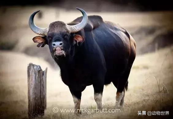 世界上体型最大的牛是什么,世界上体型最大的牛种