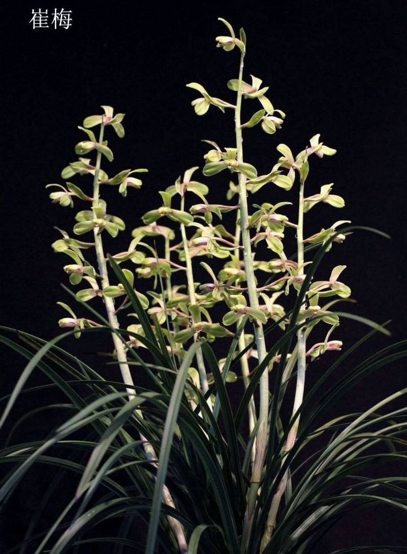 老八种蕙兰花品种,蕙兰新八种价格表