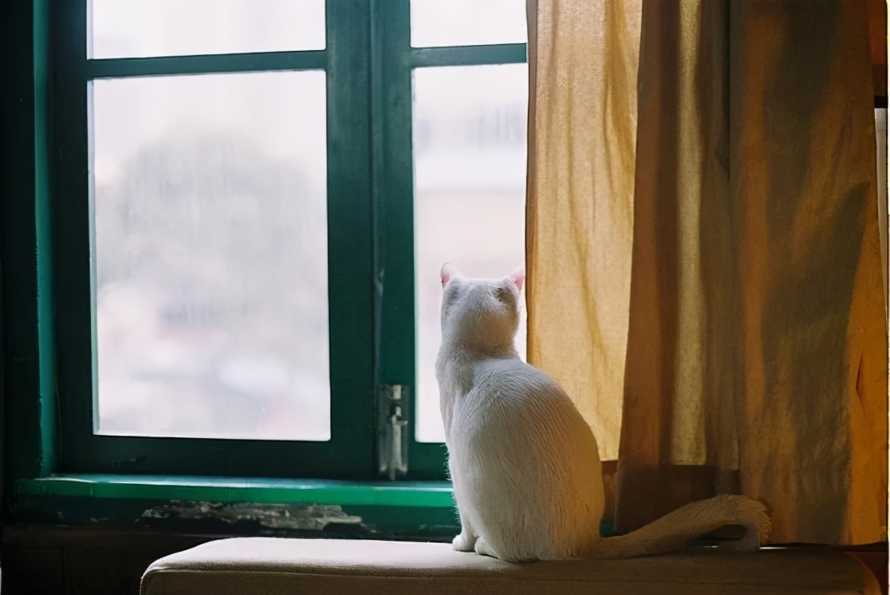 猫咪意外受到重伤怎么治疗,猫咪突发疾病怎么急救