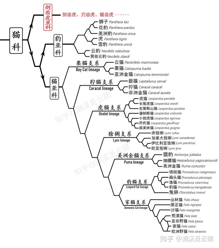 有哪些容易被认错的动物,容易被欺负的动物有哪些