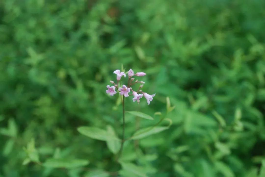 冬天常见中药植物图片及功效,花期长的草本植物图片