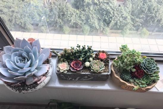 广寒宫和晚霞多肉有什么区别,多肉广寒宫开花的样子