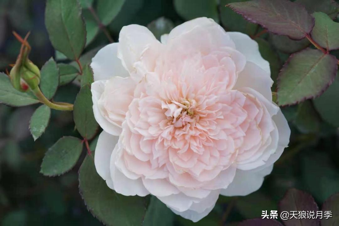 优雅女士月季花,奇葩月季品种图片