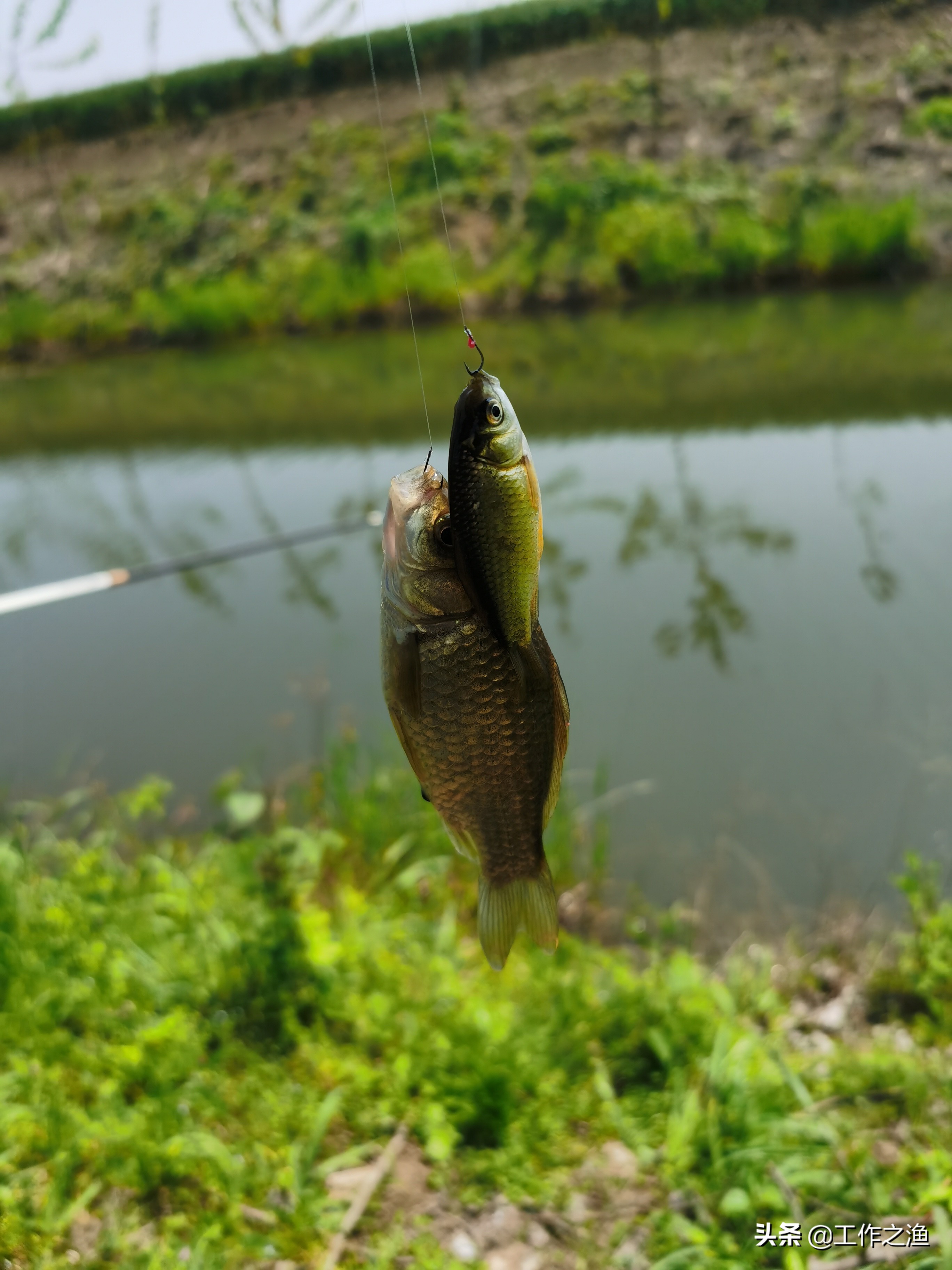野钓麻将鲫的一些个人小建议,麻将鲫多的地方怎么钓大鲫鱼