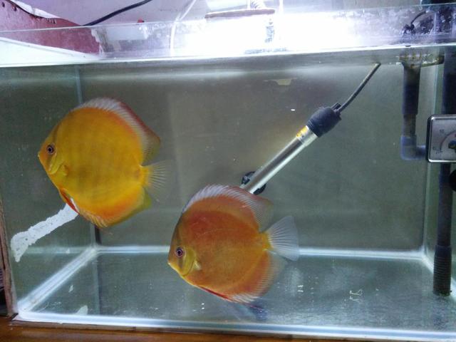 观赏鱼体表受损还能修复吗,观赏鱼体表黏膜会恢复吗