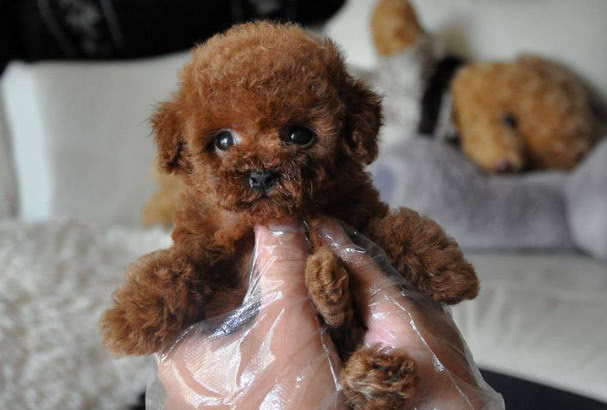 巧克力色的泰迪喂养的注意事项,泰迪狗狗姨妈期间需要注意什么吗