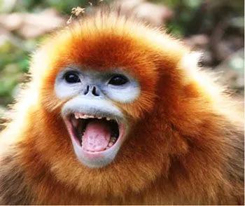 1h刹拢！想看大熊猫就去这3个地方，人少像包场，散养小熊猫