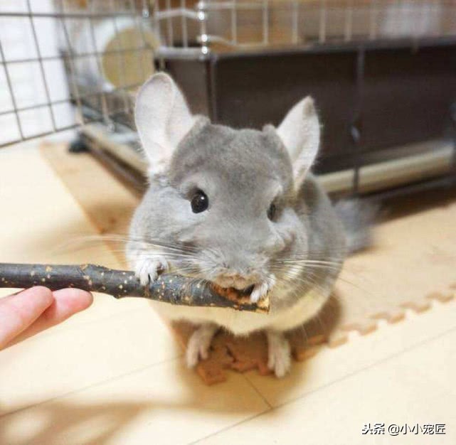 养龙猫要注意哪些事项,饲养龙猫要注意哪些事项