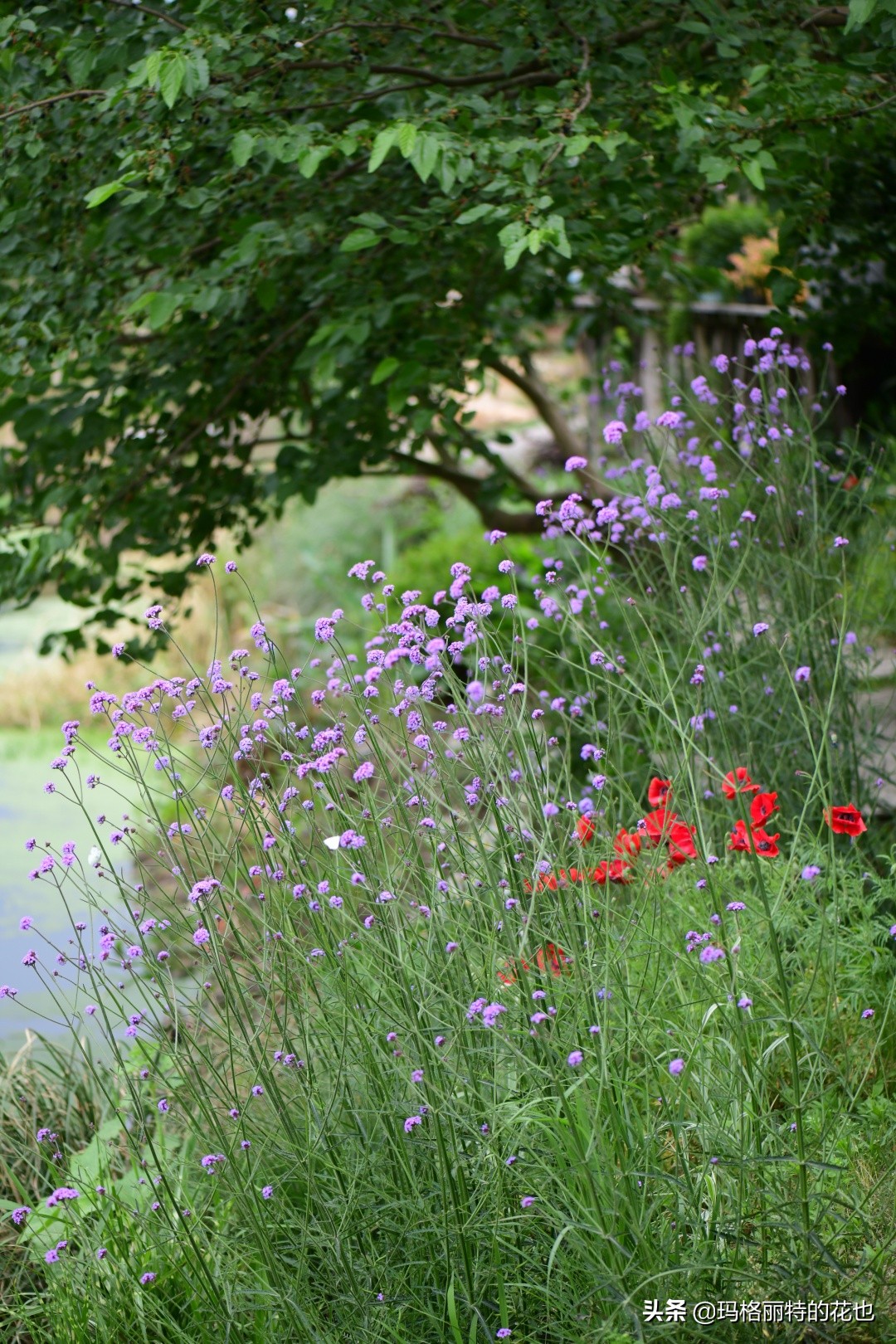 徒长花草怎样处理,徒长的树木怎么处理