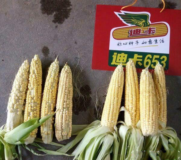 迪卡653高产排名第几名,迪卡653高产不一般