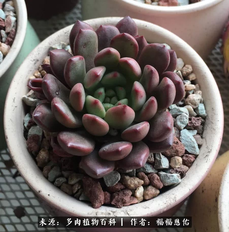 买买买，千里迢迢来相见，新的多肉成员来啦！