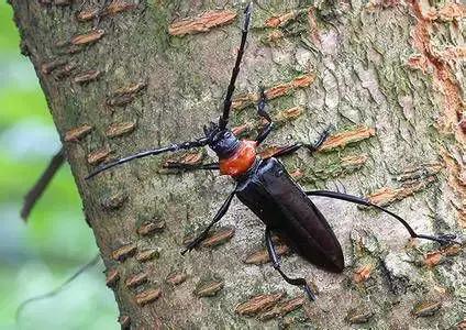 果树清园到底用什么药最好,冬季蜜柚清园管理要点