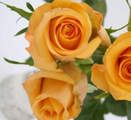 假日公主玫瑰花,玫瑰花温馨又浪漫