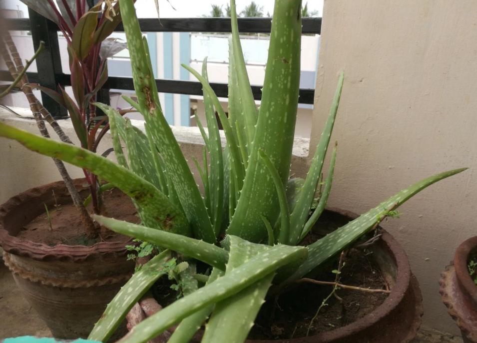 芦荟黄叶烂根,芦荟烂根黄叶