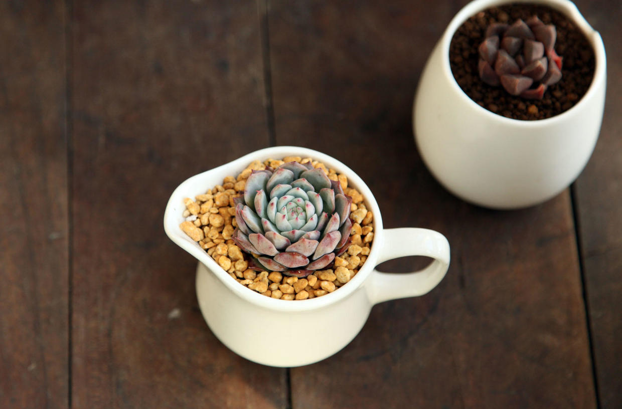 好养又漂亮的多肉品种,九尾狐多肉用大盆养好还是小盆好