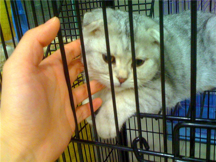 宠物店购猫存有风险，欲挑选健康小猫，三点细节把控不可少