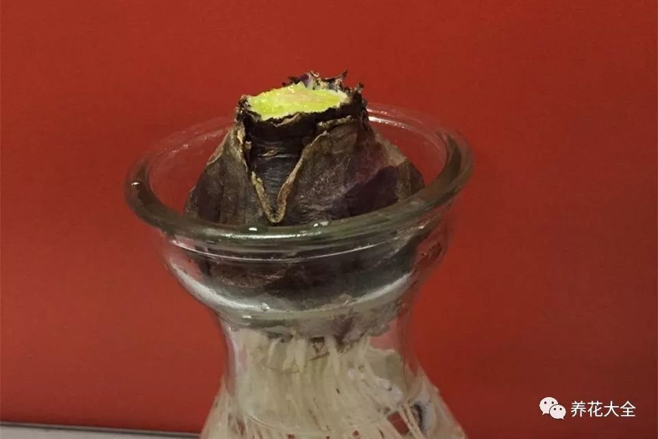 风信子开完花剪掉还会开吗,风信子开完花还可以活吗