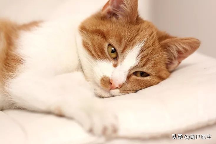 猫咪舔鼻子代表着什么,猫咪舔鼻子是什么原因