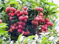 广东省从化市,广东省从化区是什么市