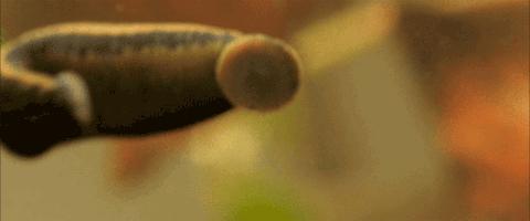 流鼻血的恐怖现象,流鼻血恐怖案例