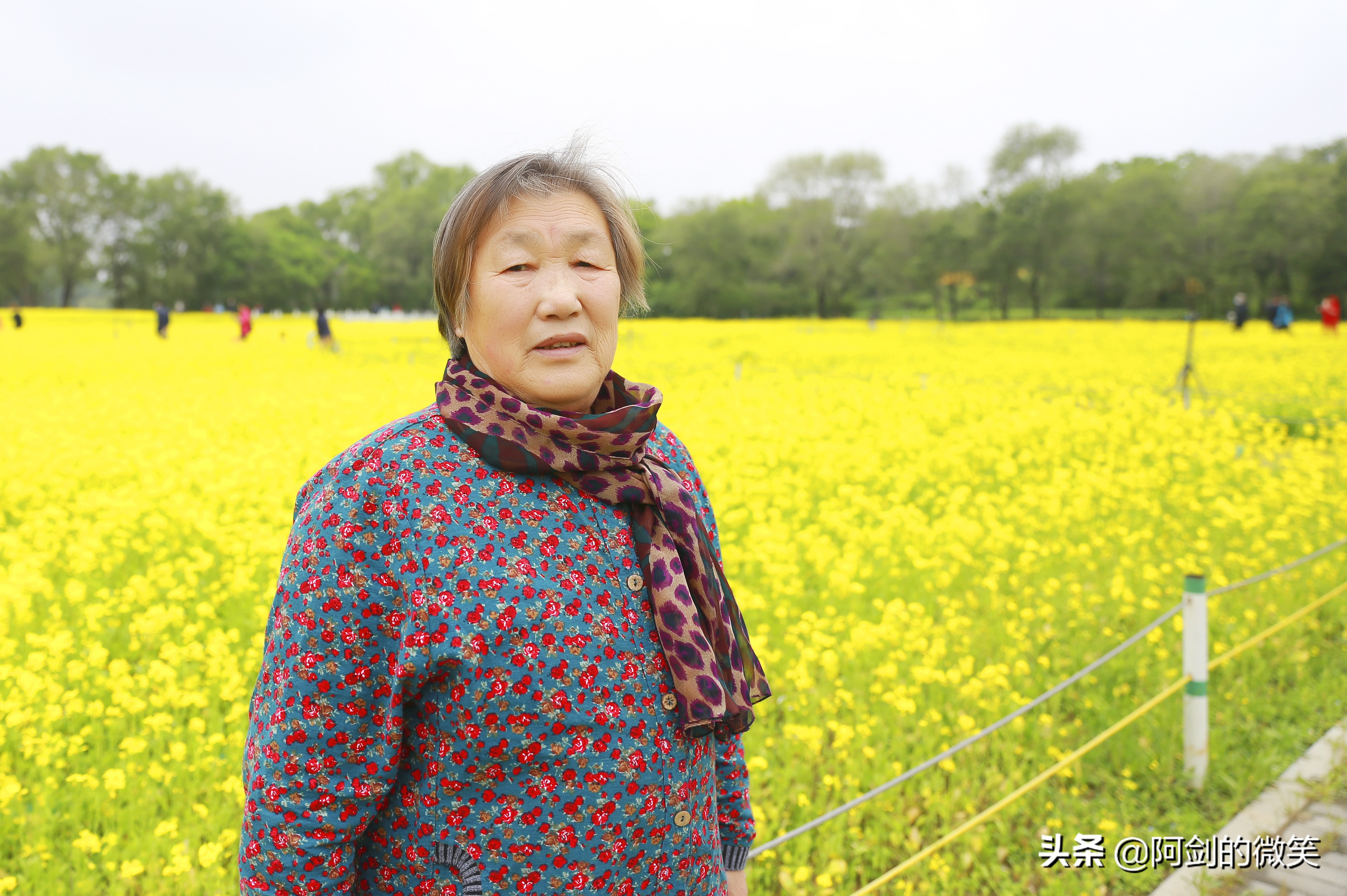 沈阳十一假期哪里有花海,沈阳玫瑰小镇温泉花海两日游