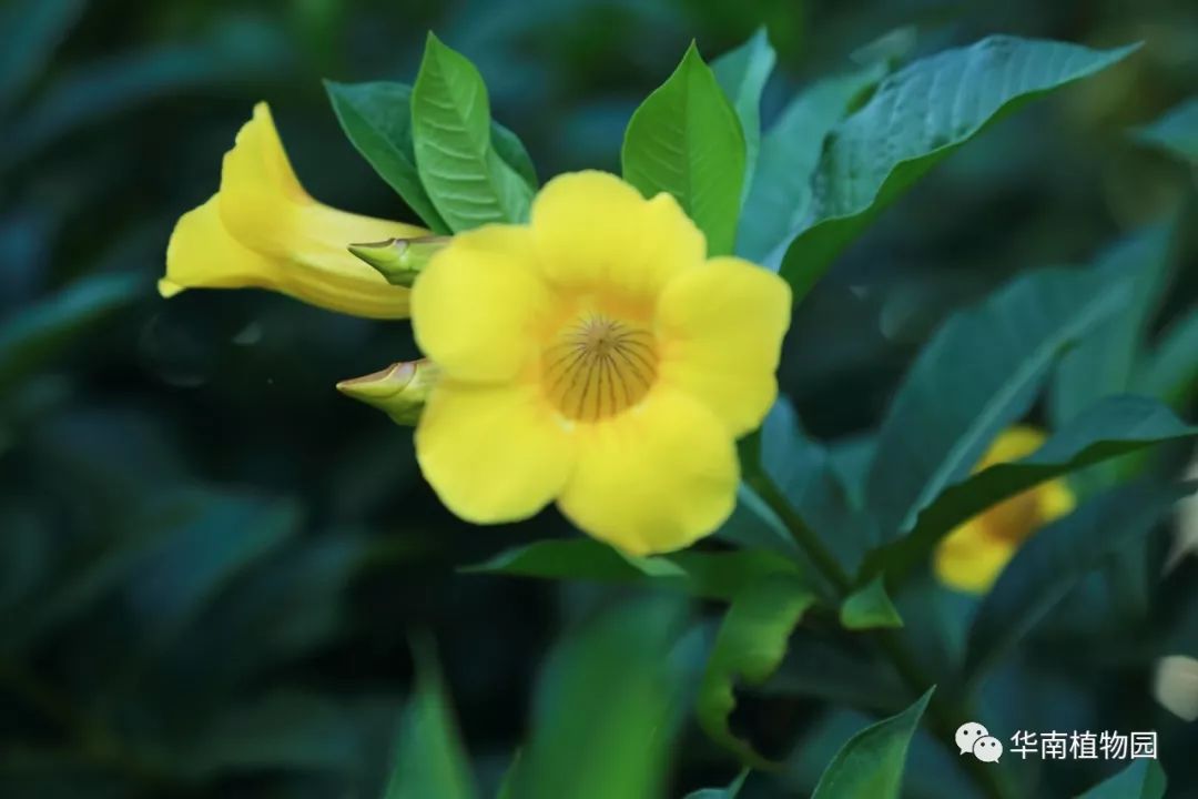 秋日识花：可爱紫红爱明黄