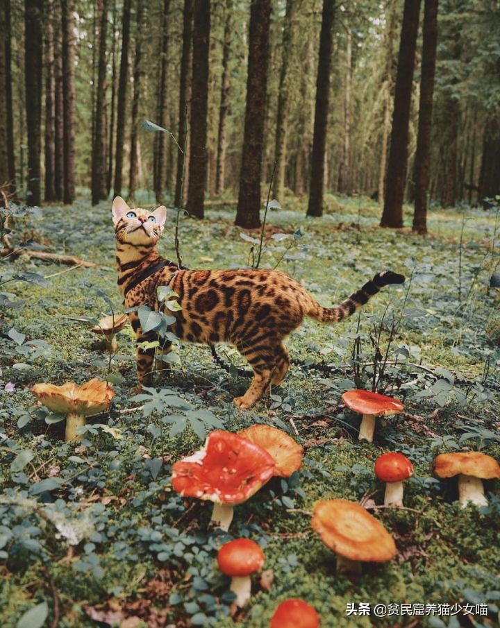 想养豹猫但咬人怎么办,想养孟加拉豹猫