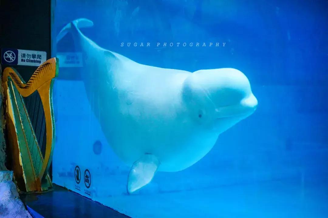 「亲子游」与万千海洋动物一起，夜宿探索极地海洋之美