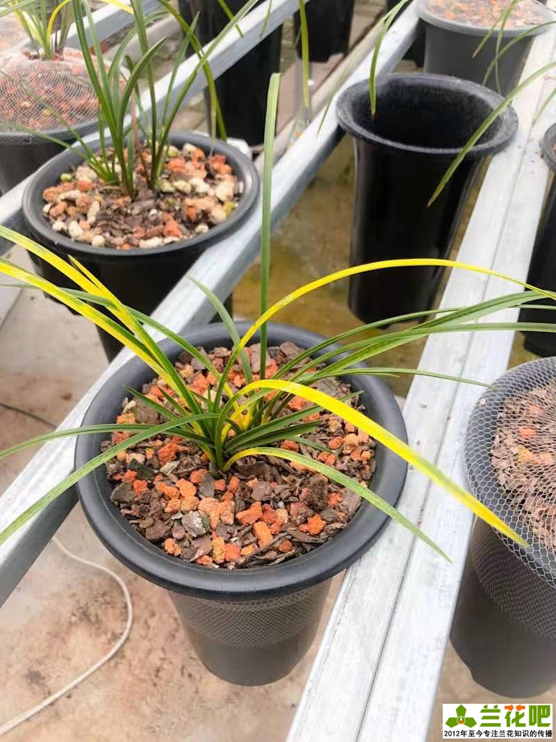 兰花换盆注意事项及养护,兰花怎么养才能快速爆盆