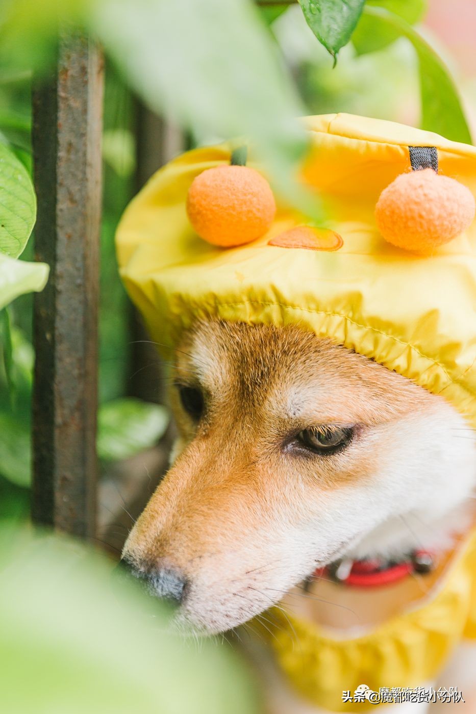 高考择校tips,高考择校指导985211