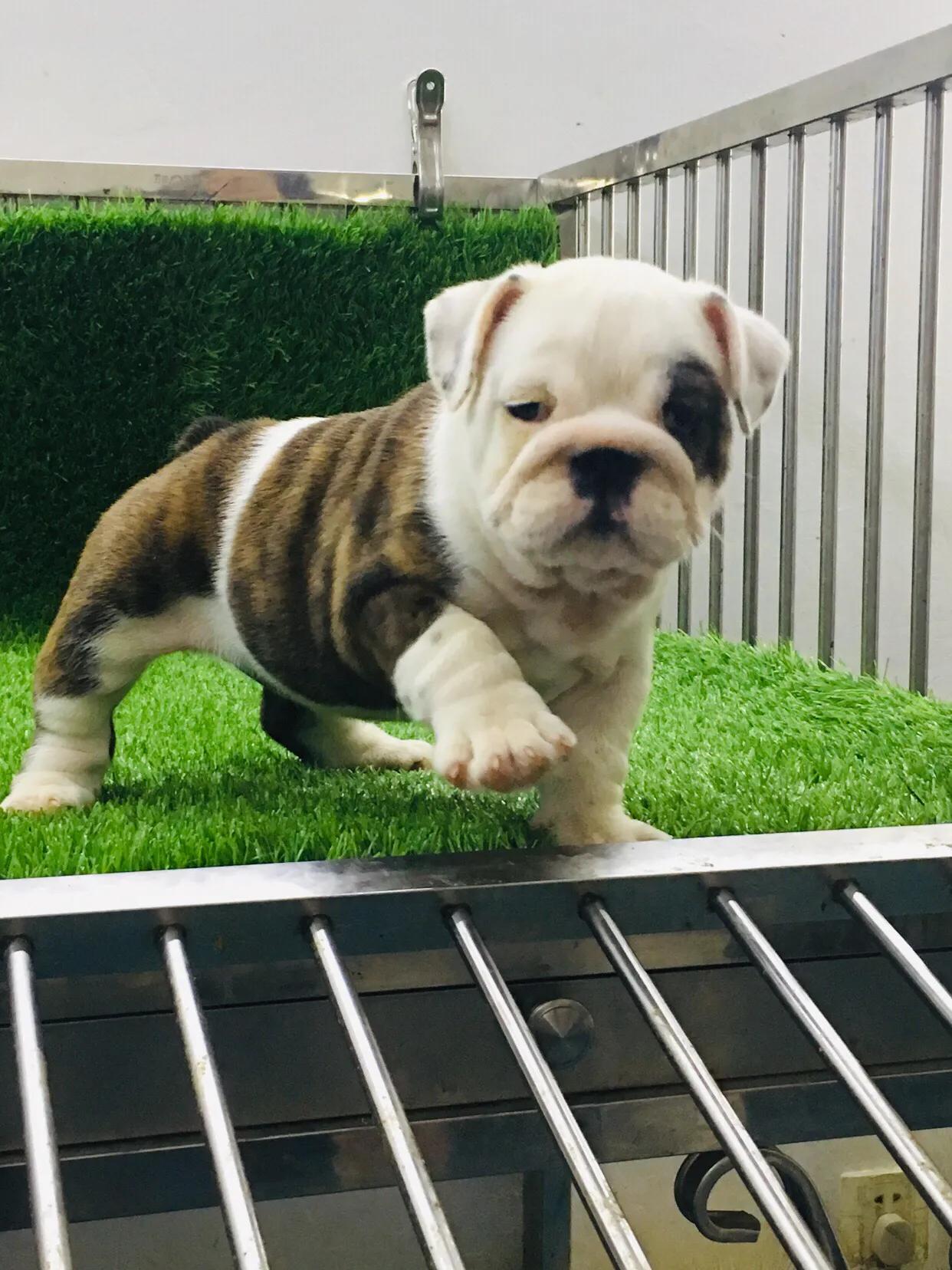 狗狗不定点排便怎么办,如何训练狗狗拉屎