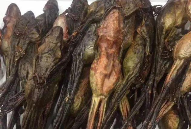 世界上最贵的盒饭神户牛肉,100块和1000块的神户牛肉