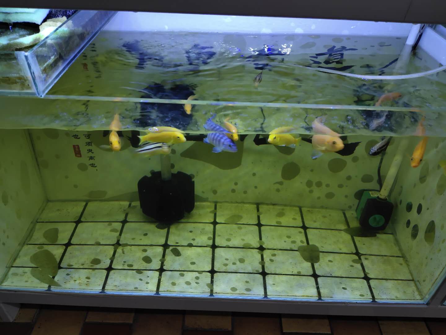 鱼缸下过滤粪便抽不干净,上过滤鱼缸怎么清理鱼的粪便