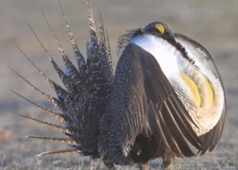 拥有“G*杯罩**”的雄鸡——艾草松鸡，女生看了都自愧不如