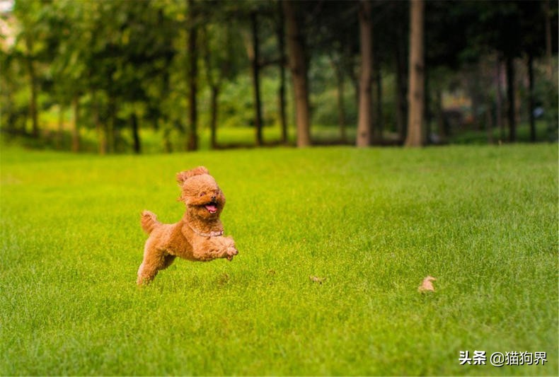 幼犬泰迪3个头上毛不卷正常吗,香槟色泰迪小时候为什么毛不卷