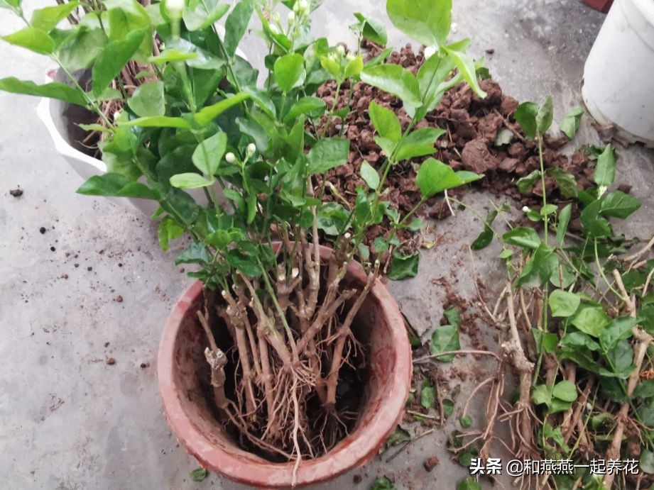 燕燕带你一步一步揭秘为什么花市买的茉莉花不换盆养不活