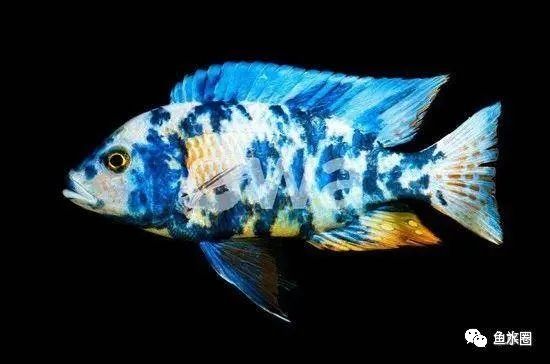 三湖慈鲷马鲷孔雀珍珠系能长多大,三湖慈鲷之孔雀