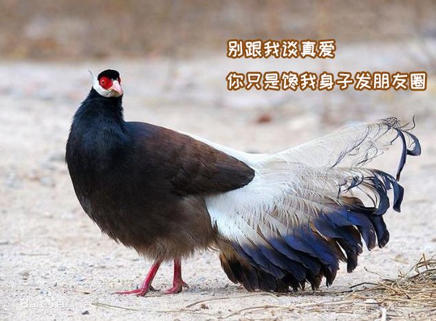 奇葩养宠物,可以合法饲养的奇葩宠物