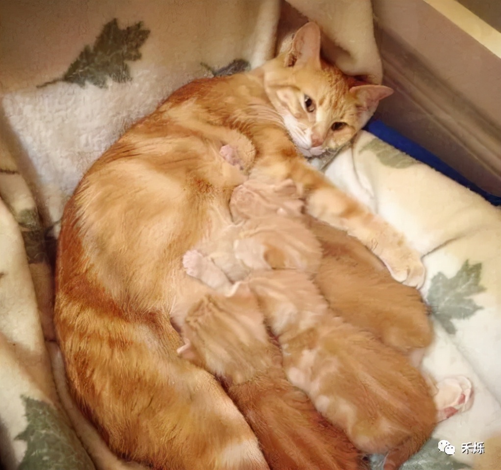 宠物贫血的原因有哪些,宠物严重贫血