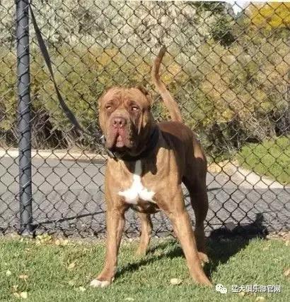 各国猛犬品种排名,各国品种猛犬