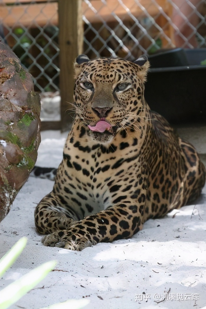 有哪些容易被认错的动物,容易被欺负的动物有哪些