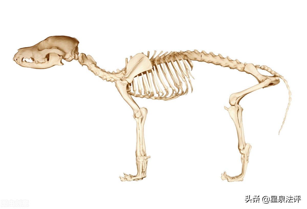 宠物侵权赔偿责任,被宠物猫抓了可不可以索赔误工费