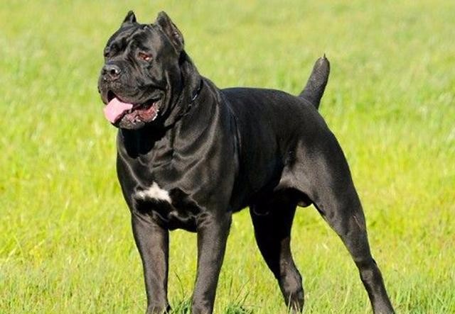 适合家养的防贼犬,狗贩子绝不敢偷的5大猛犬是什么