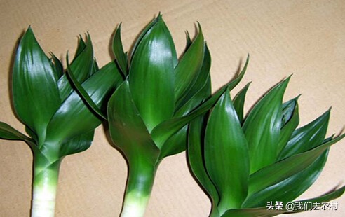 观音竹水培该怎么养,水培观音竹怎么养比较好