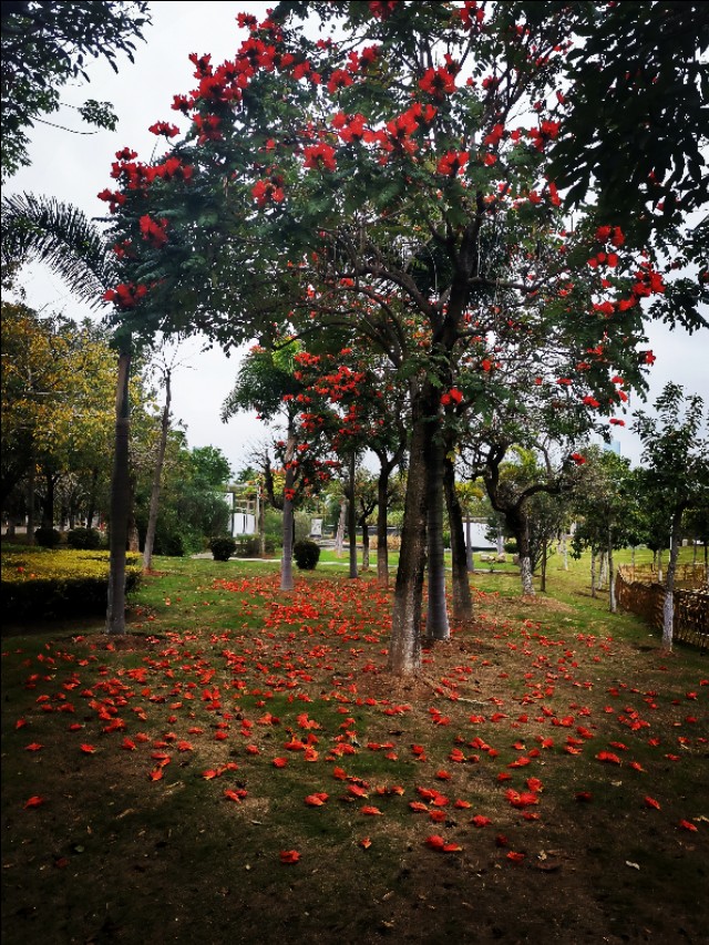 厦门园博苑带娃游玩攻略,厦门遛娃公园