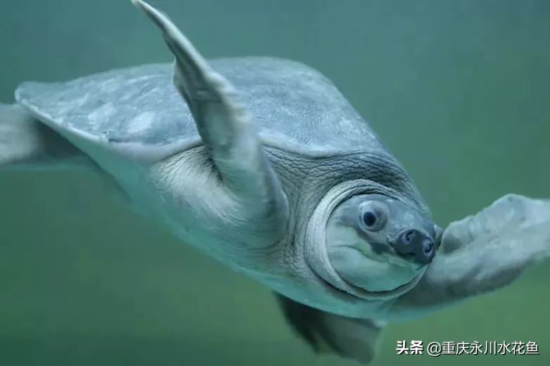 十种最漂亮的观赏鱼视频播放,观赏鱼60条